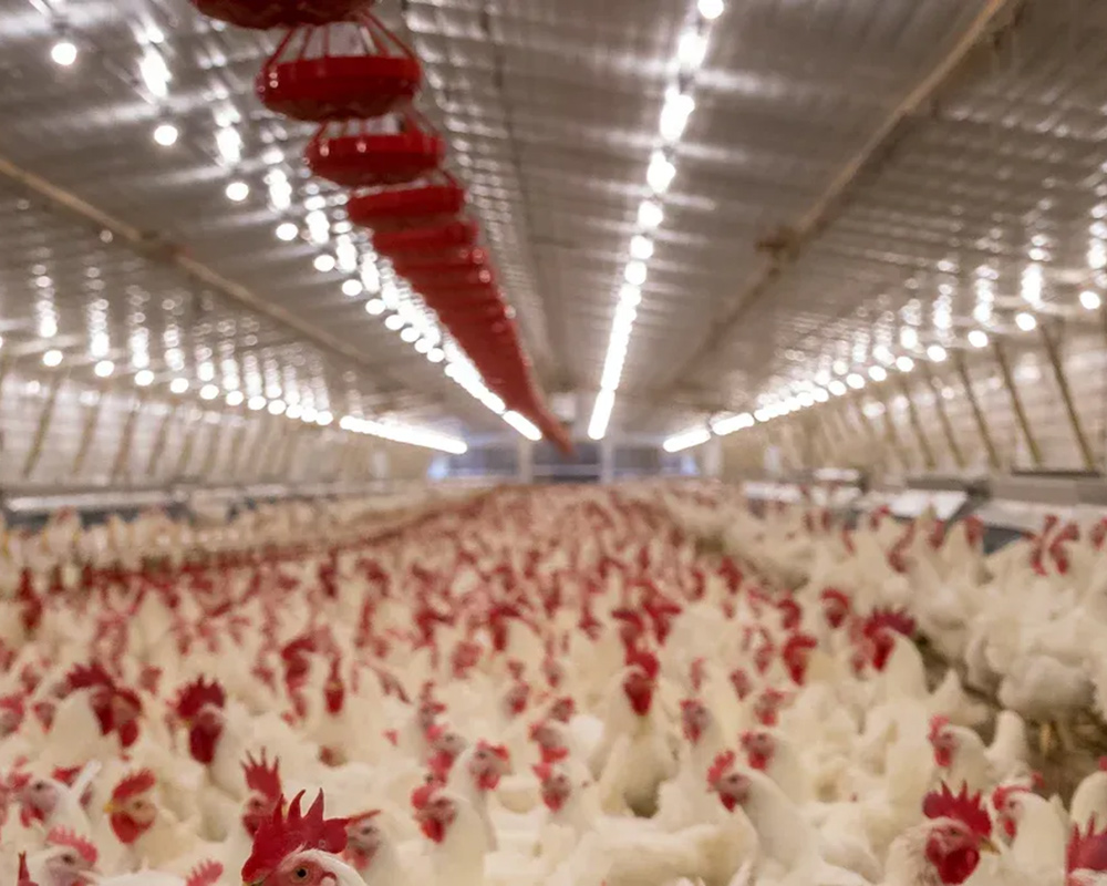 Top Strategies to Overcome Labor Shortages Using Poultry Automation Technology