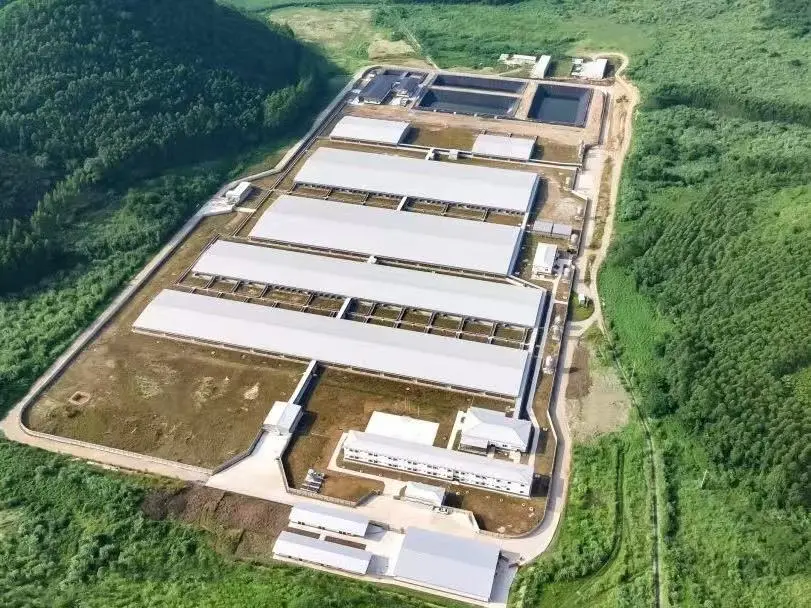 A Vast Swine Complex Rises from the Ground, Technology Empowers Agriculture and Boosts Industry